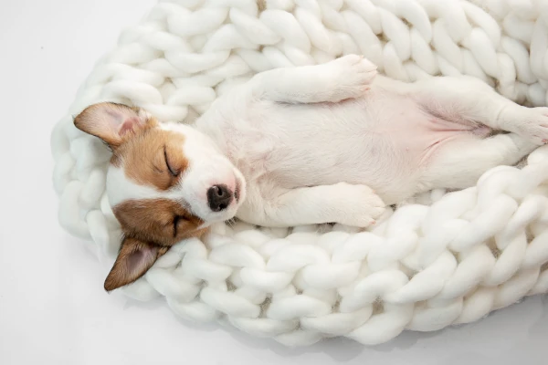 Bedeutung Schlafposition Hund – Was die Schlafposition über deinen Hund verrät