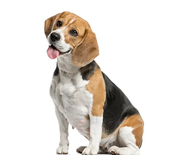 Orthopädisches Hundebett Beagle