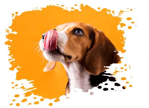 Hund, der sich die Zunge leckt