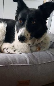 Hund Bella im hundebett