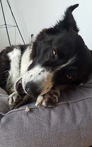 Hundebett Modell Bruno von Brunolie