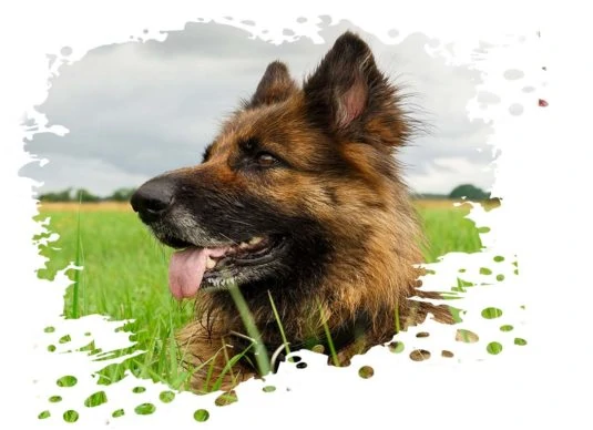 Hundebett deutscher Schäferhund