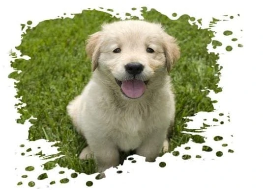 Hundebett Golden Retriever