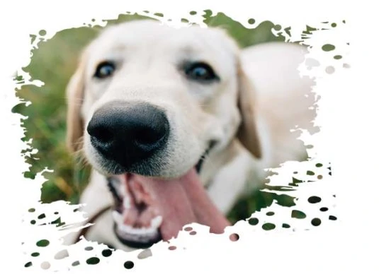 Hundebett Labrador