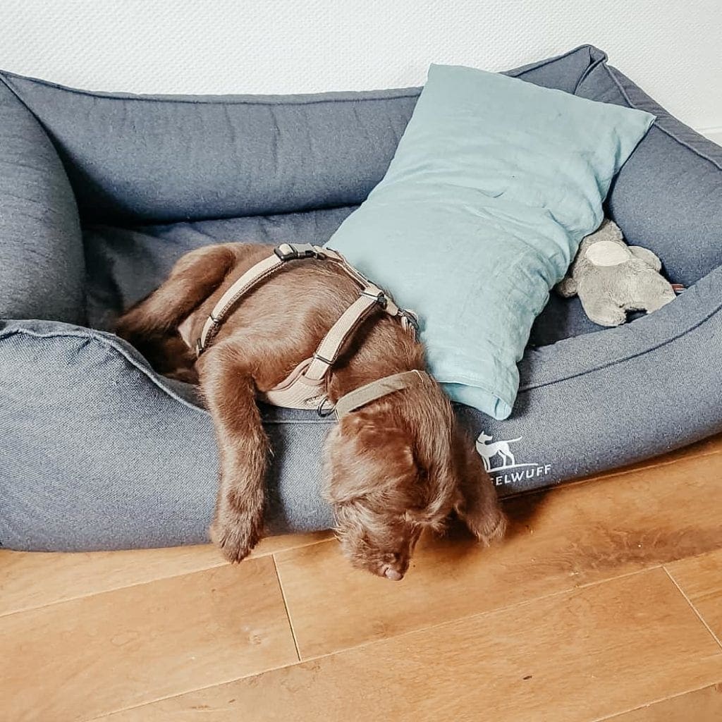 Orthopädische Hundebetten von Knuffelwuff Luxus für den Hund