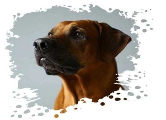 Hundebett Ridgeback
