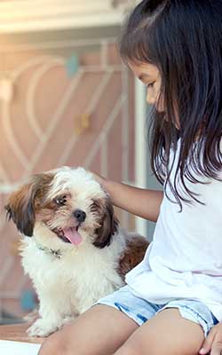 Hundesofa Shih Tzu