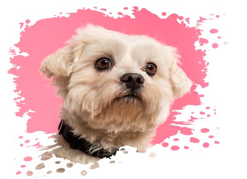 Malteser Hund vor pinkem Hintergrund