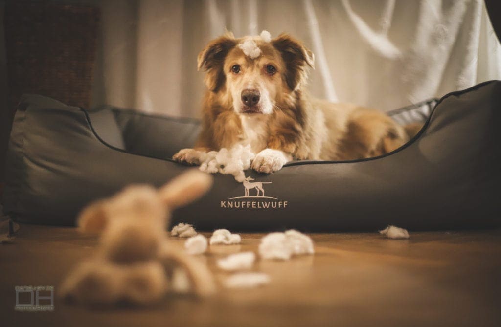 Orthopädische Hundebetten von Knuffelwuff Luxus für den Hund