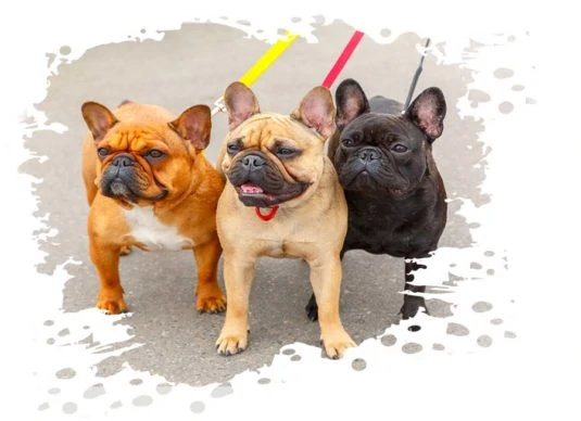 drei französische bulldoggen an der leine