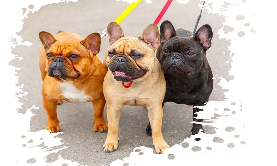 drei französische bulldoggen an der leine