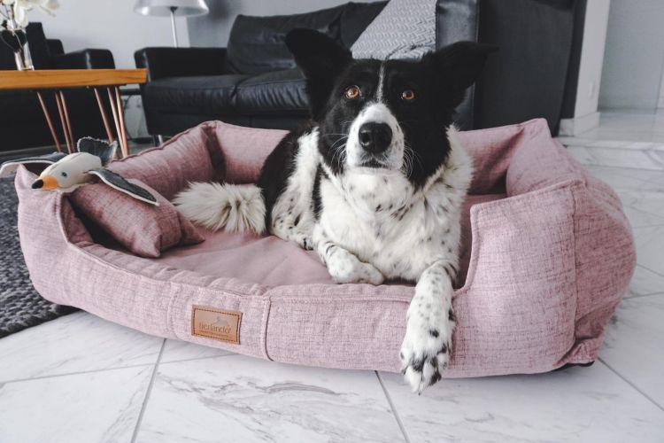 orthopädische hundebetten im Test tGoofy Couture von Tierlando in rosa