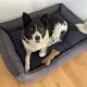 Traumhund orthopädisches Hundebett