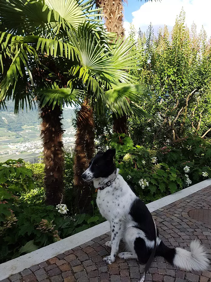 Reisen mit Hund Urlaub Italien